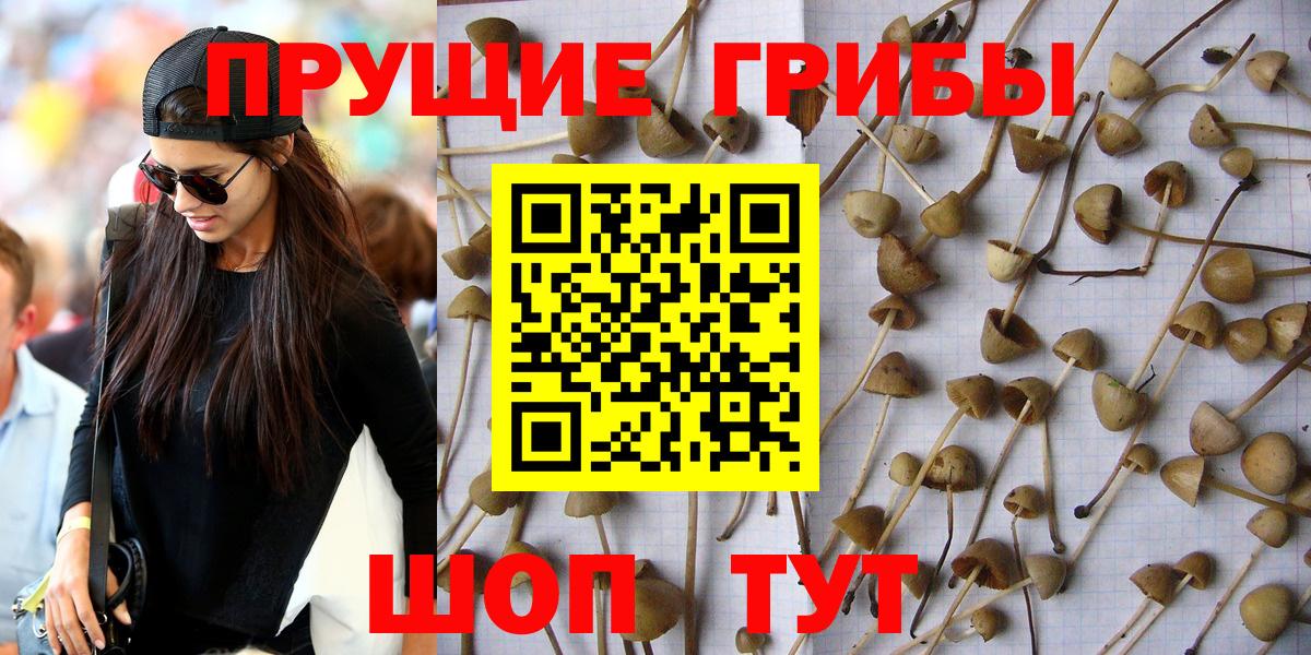 купить закладку  Вход с VPN  Грязи  Псилоцибиновые грибы Psilocybe  Галлюциногенные грибы прущие грибы 